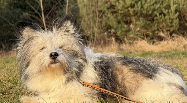 Pies do adopcji, Pieczyska, 18 grudnia 2025 (1/4)