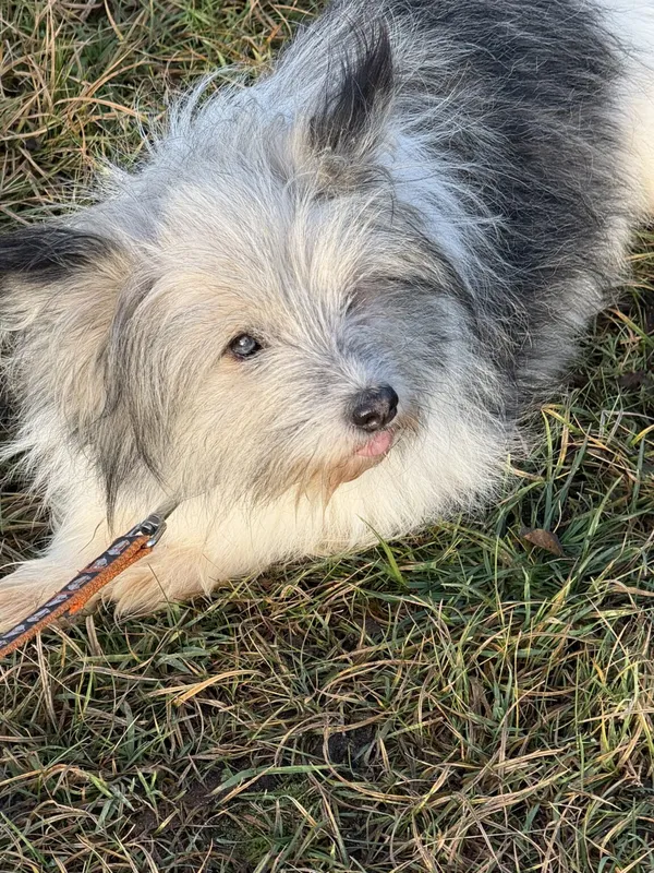 Pies do adopcji, Pieczyska, 18 grudnia 2025 (4/4)