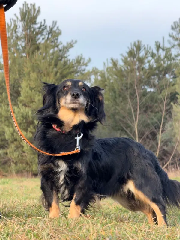 Pies do adopcji, Pieczyska, 18 grudnia 2025 (3/4)