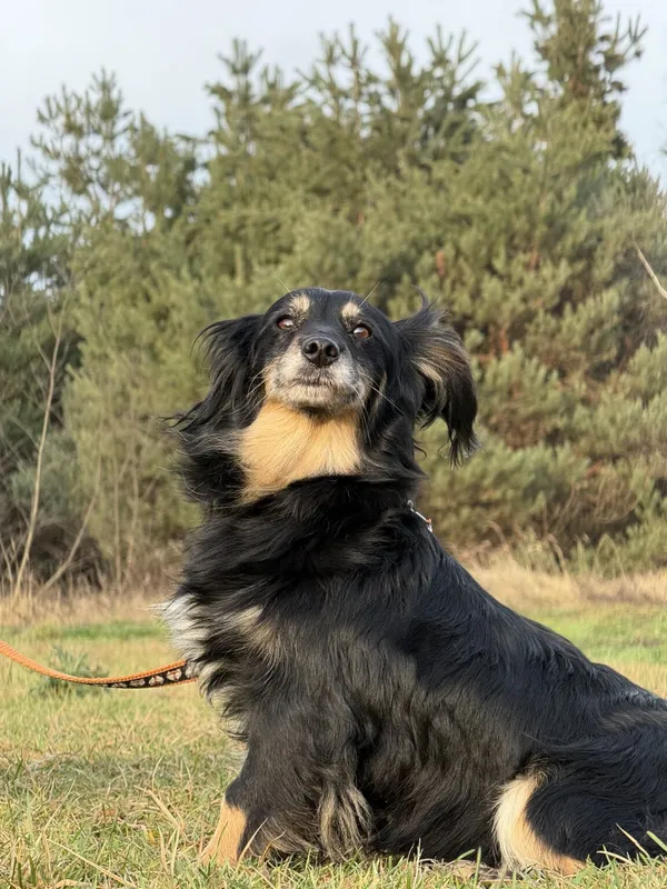 Pies do adopcji, Pieczyska, 18 grudnia 2025 (4/4)