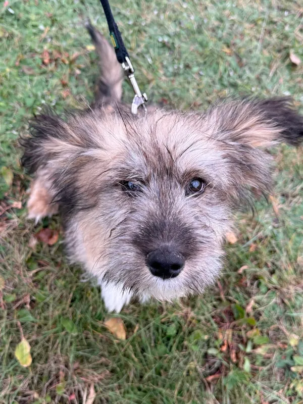 Pies do adopcji, Pieczyska, 18 grudnia 2025 (2/4)