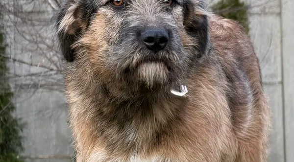 Pies do adopcji, Pieczyska, 18 grudnia 2025 (1/4)