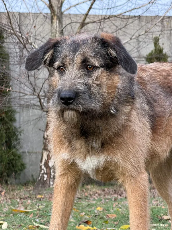 Pies do adopcji, Pieczyska, 18 grudnia 2025 (3/4)