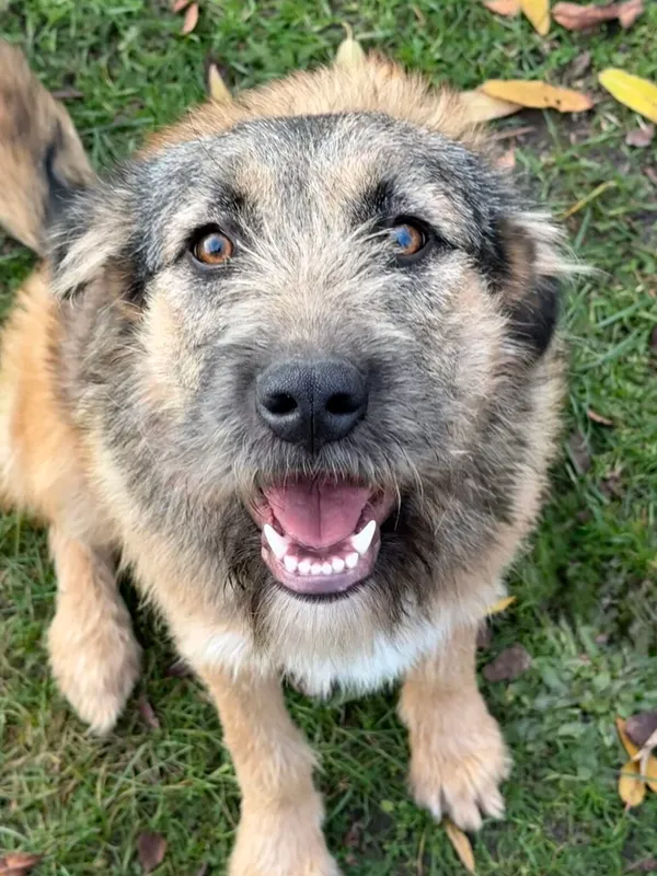 Pies do adopcji, Pieczyska, 18 grudnia 2025 (4/4)