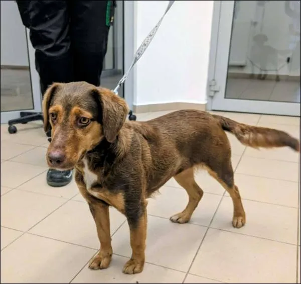 Znaleziono psa, Grudziądz, 17 grudnia 2025