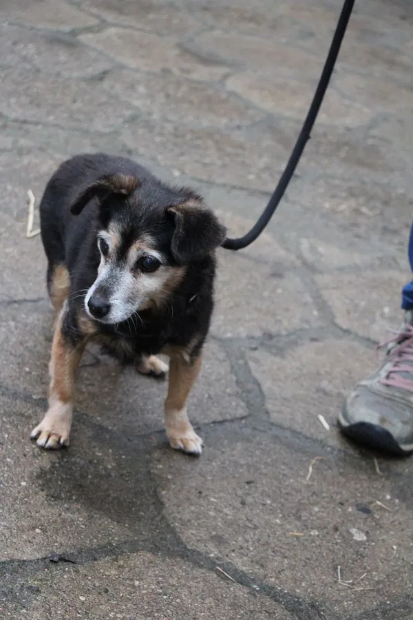 Znaleziono psa, Oborniki, 6 grudnia 2025 (3/3)