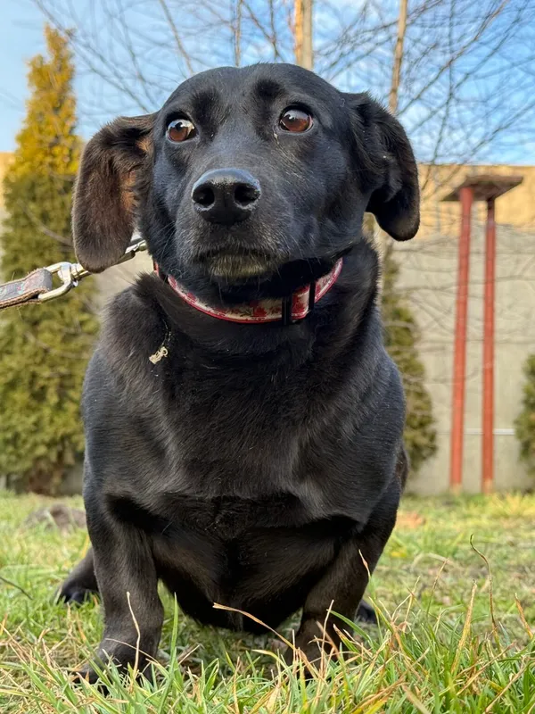 Pies do adopcji, Pieczyska, 19 grudnia 2025 (2/4)