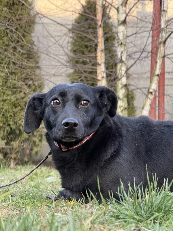 Pies do adopcji, Pieczyska, 19 grudnia 2025 (3/4)