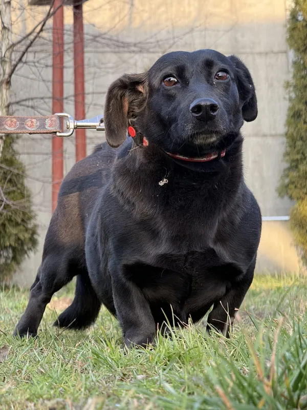 Pies do adopcji, Pieczyska, 19 grudnia 2025 (4/4)