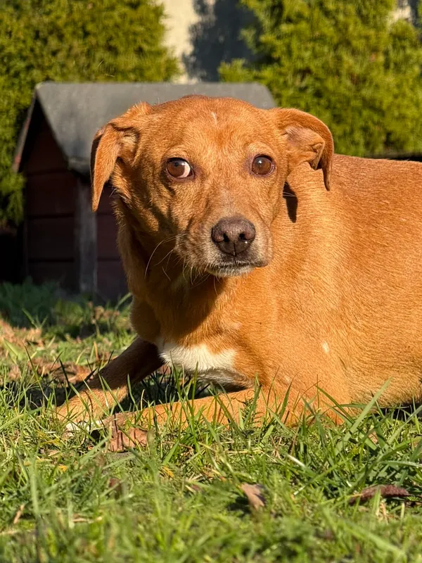 Pies do adopcji, Pieczyska, 19 grudnia 2025 (2/4)