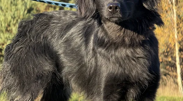 Pies do adopcji, Pieczyska, 19 grudnia 2025 (1/4)