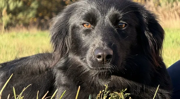 Pies do adopcji, Pieczyska, 19 grudnia 2025 (1/4)