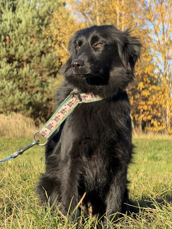 Pies do adopcji, Pieczyska, 19 grudnia 2025 (2/4)