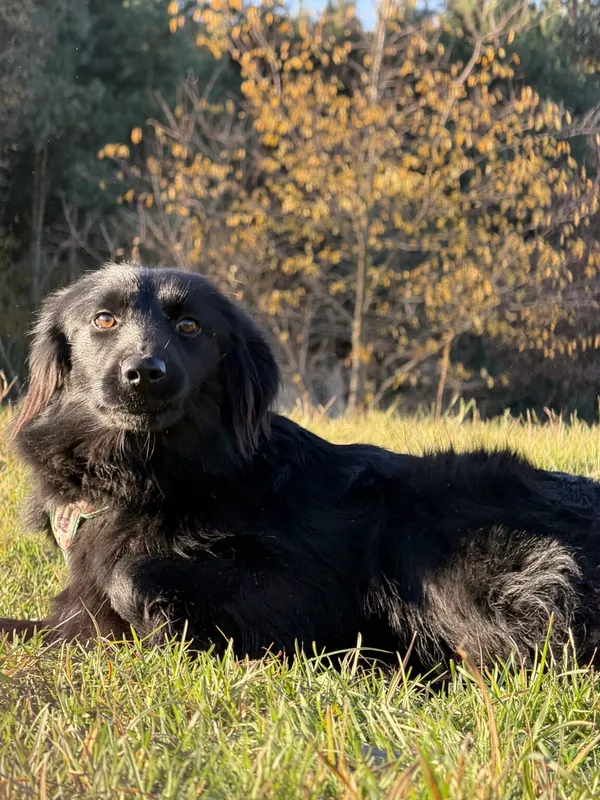 Pies do adopcji, Pieczyska, 19 grudnia 2025 (3/4)