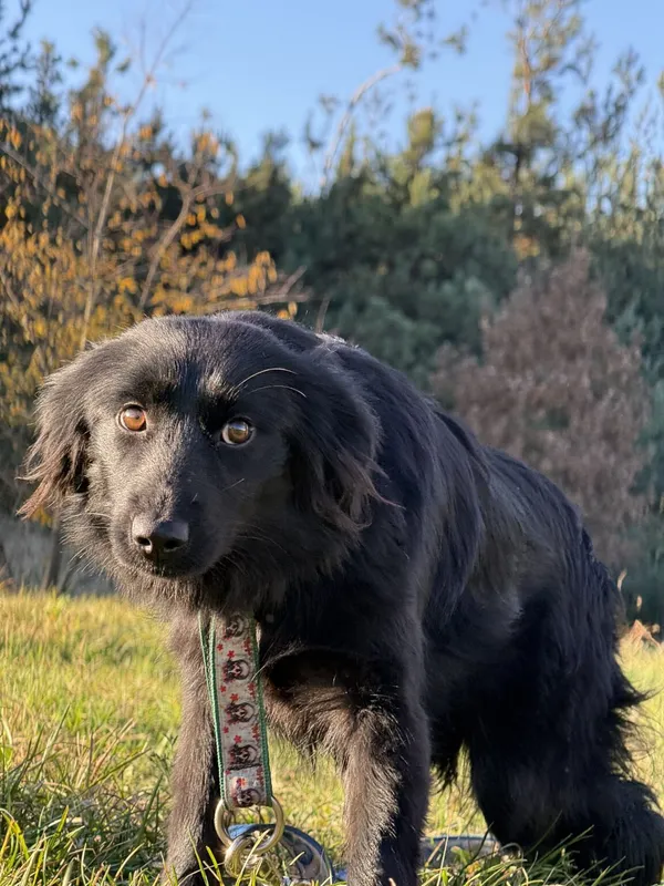 Pies do adopcji, Pieczyska, 19 grudnia 2025 (4/4)