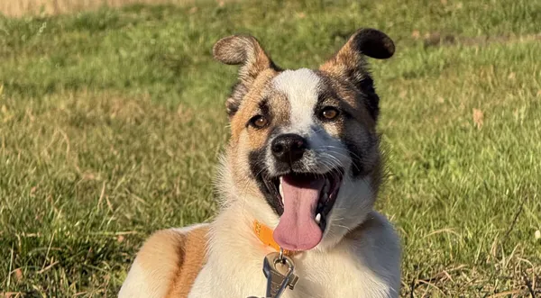 Pies do adopcji, Pieczyska, 19 grudnia 2025 (1/5)