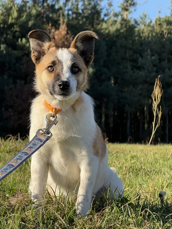 Pies do adopcji, Pieczyska, 19 grudnia 2025 (3/5)