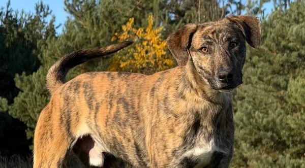 Pies do adopcji, Pieczyska, 19 grudnia 2025 (1/5)