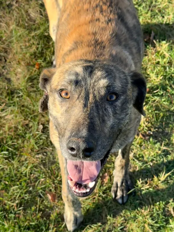 Pies do adopcji, Pieczyska, 19 grudnia 2025 (4/5)