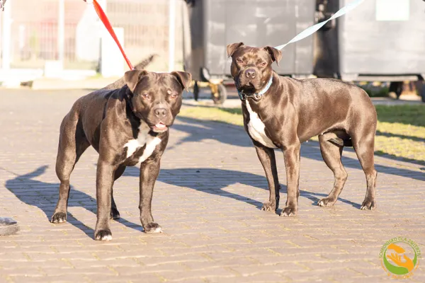 Znaleziono psa, Skałowo, 19 grudnia 2025 (5/5)