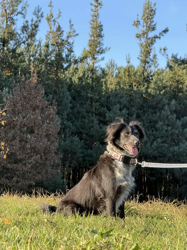 Pies do adopcji, Pieczyska, 19 grudnia 2025 (3/5)