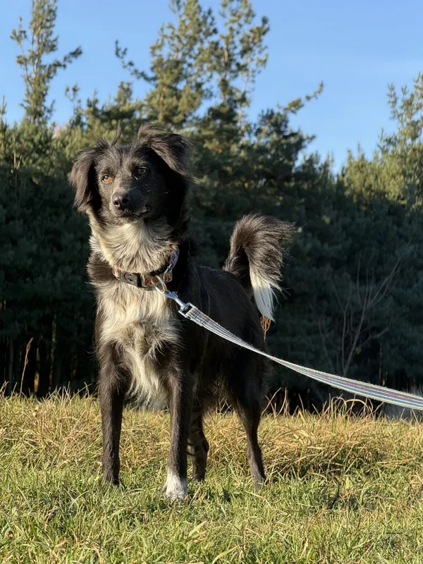 Pies do adopcji, Pieczyska, 19 grudnia 2025 (4/5)