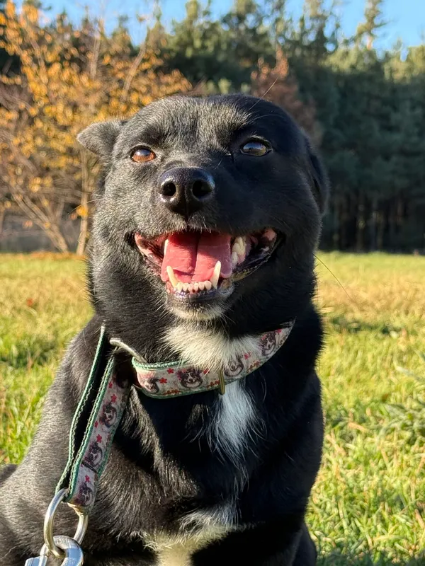 Pies do adopcji, Pieczyska, 19 grudnia 2025 (2/5)