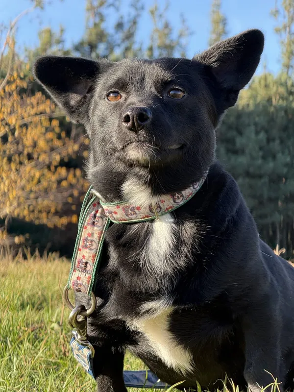 Pies do adopcji, Pieczyska, 19 grudnia 2025 (3/5)