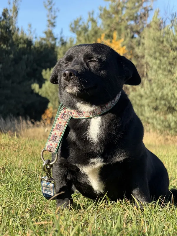 Pies do adopcji, Pieczyska, 19 grudnia 2025 (4/5)