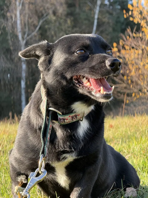 Pies do adopcji, Pieczyska, 19 grudnia 2025 (5/5)