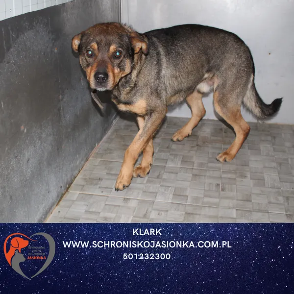 Pies do adopcji, Dębniak, 18 grudnia 2025