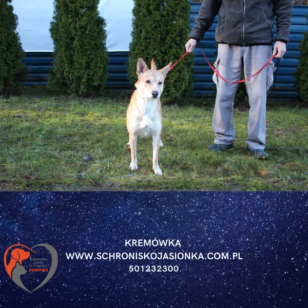 Pies do adopcji, Dębniak, 18 grudnia 2025