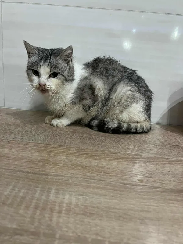 Znaleziono kota, Czartki, 19 grudnia 2025