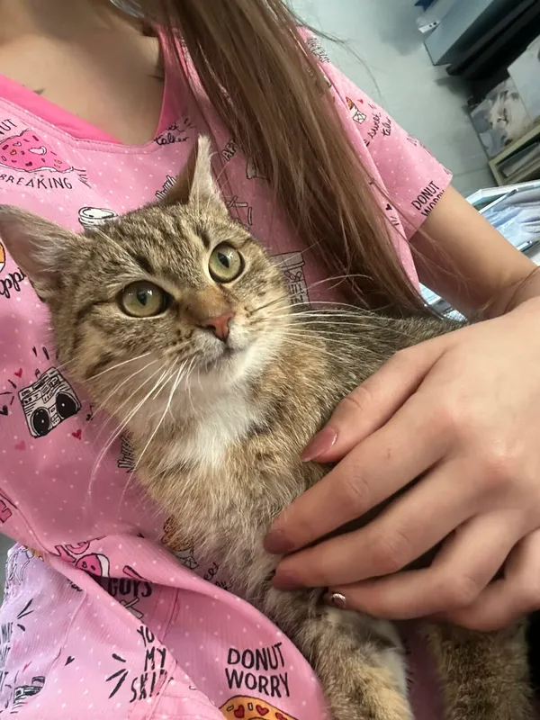 Kot do adopcji, Zgierz, 19 grudnia 2025 (2/2)