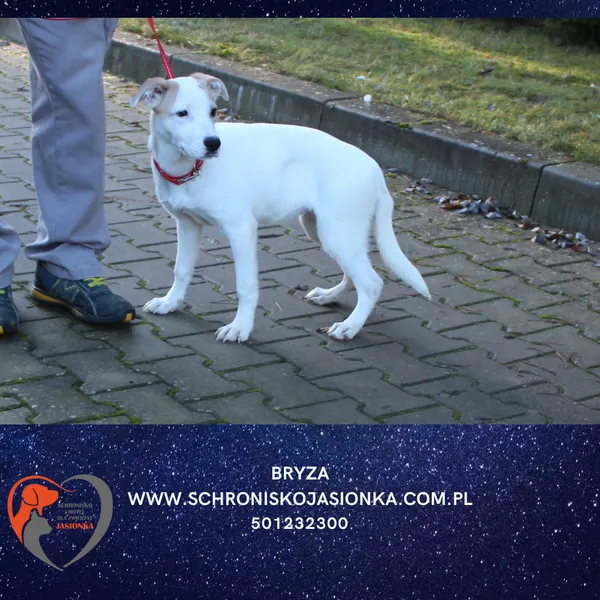 Pies do adopcji, Dębniak, 18 grudnia 2025
