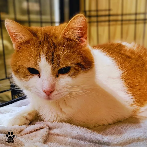 Kot do adopcji, Gdynia, 19 grudnia 2025 (2/5)