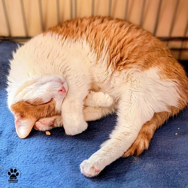 Kot do adopcji, Gdynia, 19 grudnia 2025 (4/5)