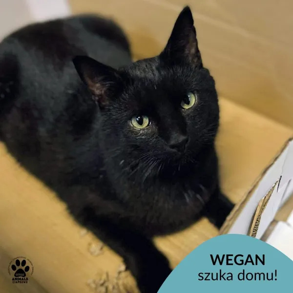 Kot do adopcji, Gdynia, 19 grudnia 2025 (1/5)