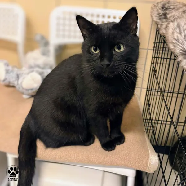 Kot do adopcji, Gdynia, 19 grudnia 2025 (4/5)