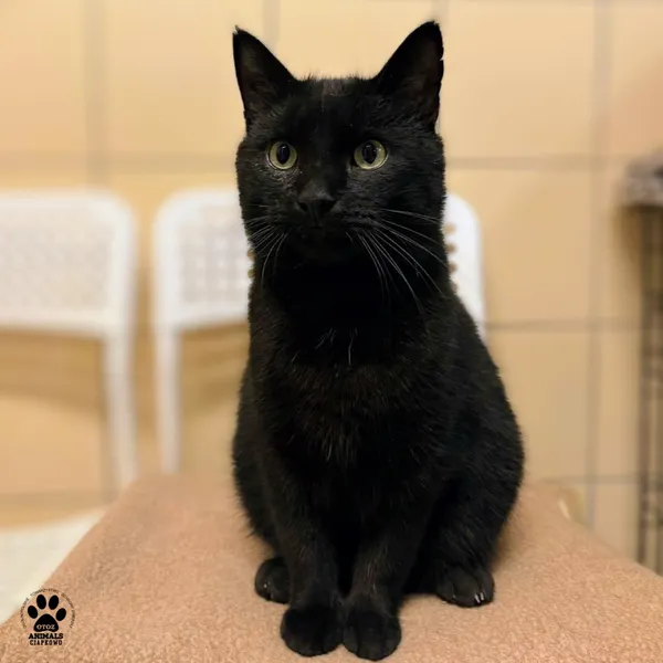 Kot do adopcji, Gdynia, 19 grudnia 2025 (5/5)