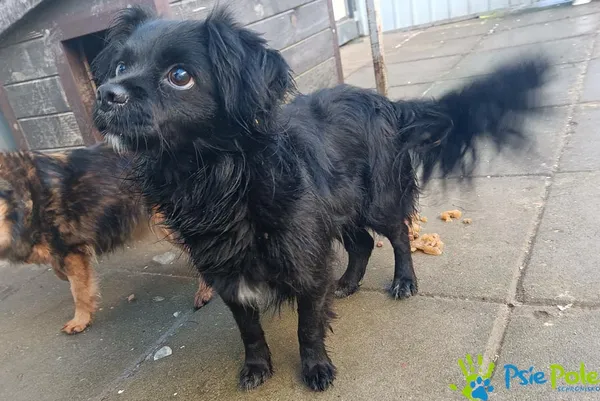 Pies do adopcji, Racławice, 16 grudnia 2025 (2/2)