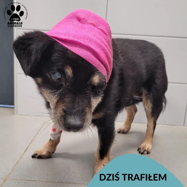 Znaleziono psa, Gdynia, 18 grudnia 2025