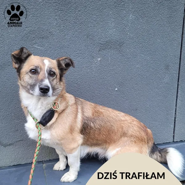 Znaleziono psa, Gdynia, 12 grudnia 2025