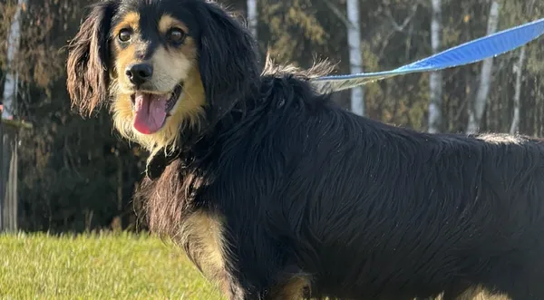 Pies do adopcji, Pieczyska, 19 grudnia 2025 (1/5)