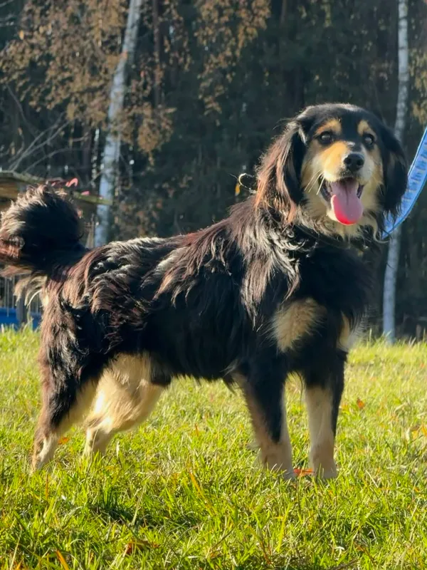 Pies do adopcji, Pieczyska, 19 grudnia 2025 (3/5)