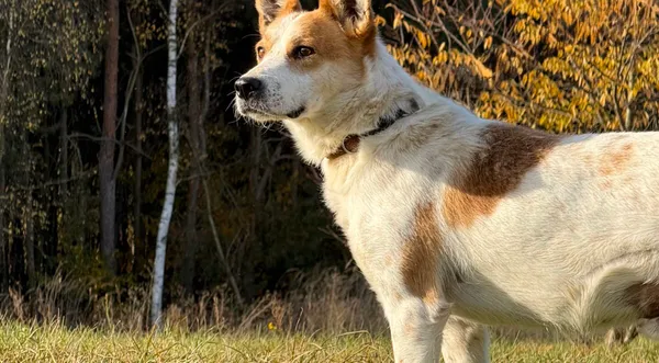 Pies do adopcji, Pieczyska, 19 grudnia 2025 (1/5)