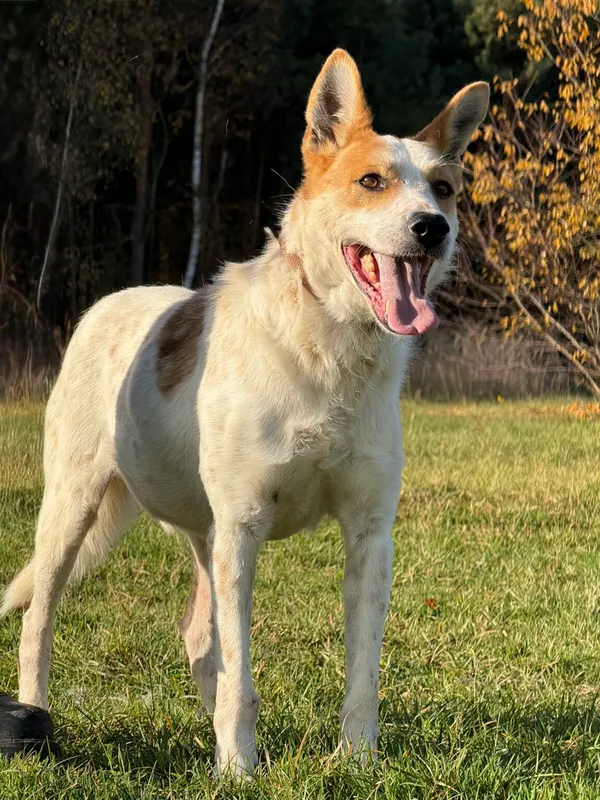 Pies do adopcji, Pieczyska, 19 grudnia 2025 (2/5)