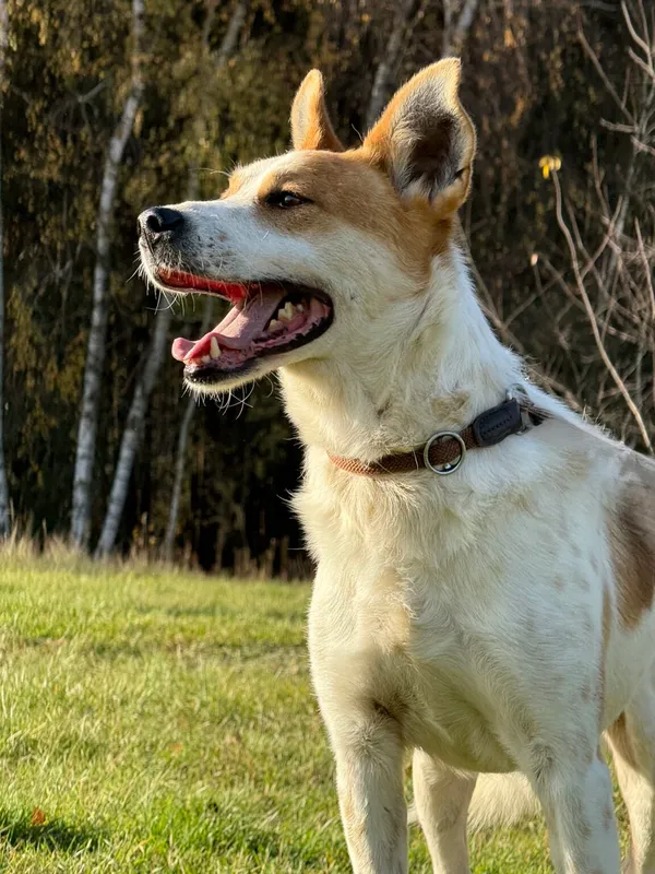 Pies do adopcji, Pieczyska, 19 grudnia 2025 (4/5)