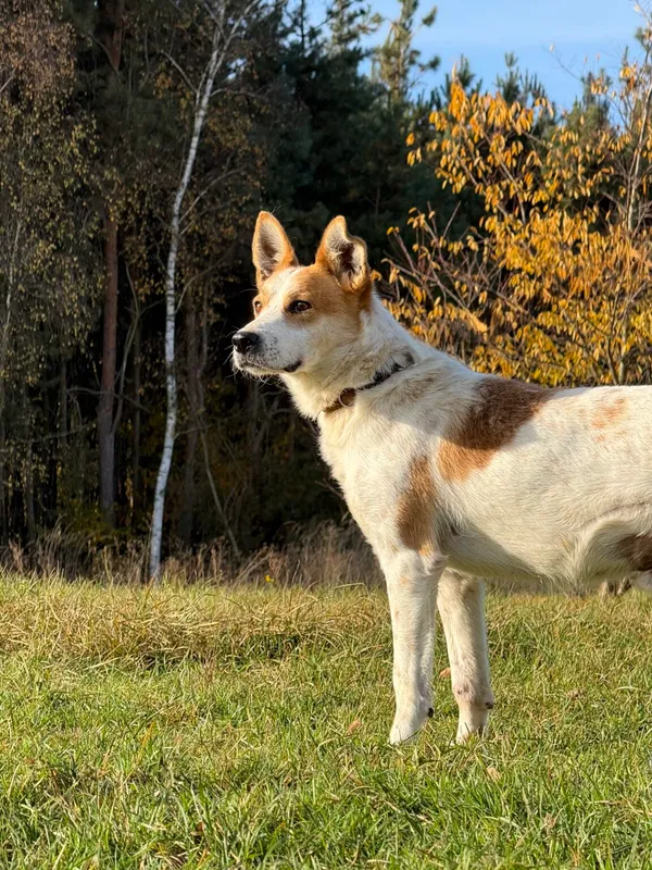 Pies do adopcji, Pieczyska, 19 grudnia 2025 (5/5)