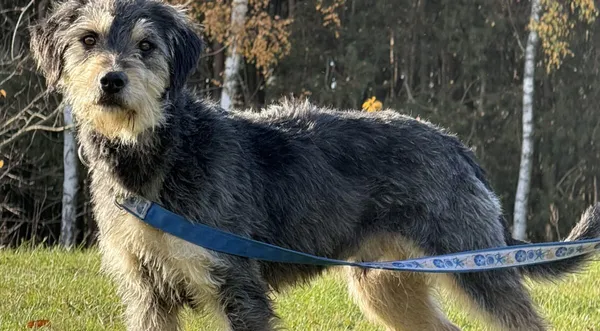 Pies do adopcji, Pieczyska, 19 grudnia 2025 (1/5)